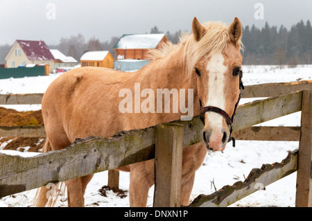 Cavallo in piedi dietro il recinto Foto Stock