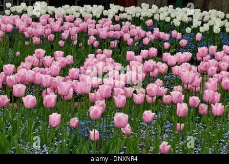 Butchart Gardens in primavera- tulipani, Victoria, British Columbia, Canada Foto Stock