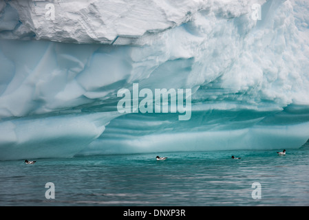 Antartide - quattro papere del capo (Daption capense) galleggiare sull'acqua sotto la sporgenza di un iceberg in Curtis Bay sulla penisola antartica. Foto Stock