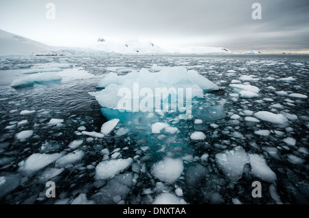 Antartide - Piccoli pezzi di ghiaccio e insolente ghiaccio galleggiante sull'acqua di Curtis Bay, l'Antartide. Perché il mare salato temperatura acqua è in corrispondenza o al di sotto della temperatura di congelamento del ghiaccio di acqua dolce, il ghiaccio rimane bloccato per lunghi periodi di tempo. Foto Stock