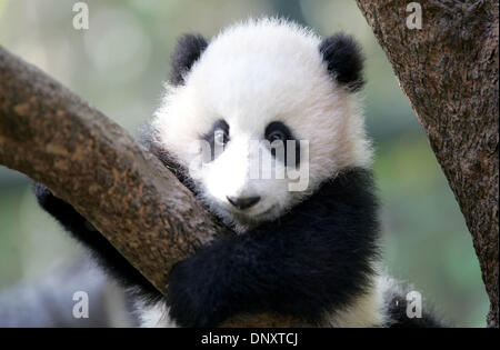 30 dic 2005 - San Diego, California, Stati Uniti d'America - allo Zoo di San Diego, 4 mese vecchio panda gigante cub su Lin, aggrappato ad un ramo poco dopo il risveglio da una a due ore di nap come sua madre, Bai Yun, dormiva vicino dal venerdì. Foto Stock
