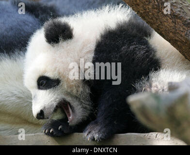 30 dic 2005 - San Diego, California, Stati Uniti d'America - allo Zoo di San Diego, 4 mese vecchio panda gigante cub su Lin, aggrappato ad un ramo poco dopo il risveglio da una a due ore di nap come sua madre, Bai Yun, dormiva vicino dal venerdì. Foto Stock
