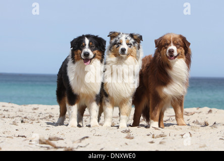 Cane pastore australiano / Aussie tre adulti (diversi colori) permanente sulla spiaggia Foto Stock