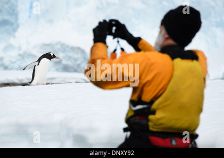 Antartide - un uomo prende la foto di un pinguino Gentoo camminando sulla riva de Cuverville Island sul lato occidentale della penisola antartica. I pinguini Gentoo sono uno dei più numerosi tipi di pinguino in questa regione. Foto Stock