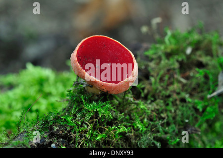 Scarlet elf cup funghi fungo sarcoscypha coccinea Foto Stock