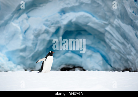 ISOLA CUVERVILLE, Antartide, Un pinguino di Gentoo (Pygoscelis papua) su una stretta piattaforma di ghiaccio lungo la costa dell'isola di Cuverville, al largo della costa occidentale della penisola Antartica. Questa scena illustra l'adattamento dei pinguini all'ambiente costiero ghiacciato e il loro uso di formazioni di ghiaccio come aree di riposo e transito. Foto Stock