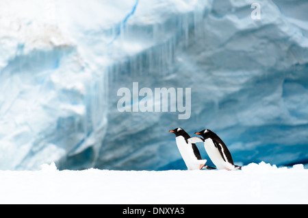 ISOLA CUVERVILLE, Antartide - Una coppia di pinguini Gentoo (Pygoscelis papua) si riuniscono su una stretta piattaforma di ghiaccio lungo la costa dell'isola di Cuverville, al largo della costa occidentale della penisola antartica. Questa scena illustra l'adattamento dei pinguini all'ambiente costiero ghiacciato e il loro uso di formazioni di ghiaccio come aree di riposo e transito. Foto Stock