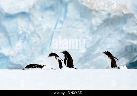 ISOLA CUVERVILLE, Antartide - Un gruppo di pinguini di Gentoo (Pygoscelis papua) si riuniscono su una stretta piattaforma di ghiaccio lungo la costa dell'isola di Cuverville, al largo della costa occidentale della penisola antartica. Questa scena illustra l'adattamento dei pinguini all'ambiente costiero ghiacciato e il loro uso di formazioni di ghiaccio come aree di riposo e transito. Foto Stock