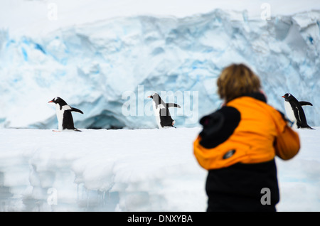 Antartide - una donna prende le foto di un trio di pinguini Gentoo sculettando da su una stretta mensola di ghiaccio sul litorale di de Cuverville Island sulla penisola antartica. Foto Stock