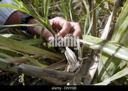 Jan 10, 2006; Belle Glade, FL, Stati Uniti d'America; Stewart Swanson(cq) con l'Università di Florida Everglades Research & Education Center in Belle Glade con canna da zucchero danneggiato dall'Uragano Wilma. Credito: Foto di Taylor Jones/Palm Beach post /ZUMA premere. (©) Copyright 2006 da Palm Beach post Foto Stock