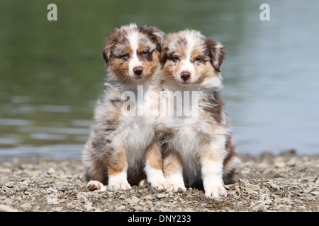 Cane pastore australiano / Aussie due cuccioli (red merle) seduta sul bordo di un lago Foto Stock