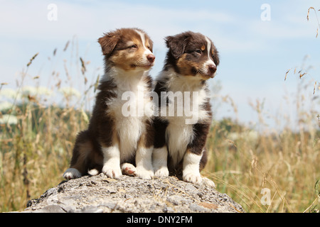 Cane pastore australiano / Aussie due cuccioli seduto su una roccia Foto Stock