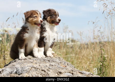 Cane pastore australiano / Aussie due cuccioli seduto su una roccia Foto Stock