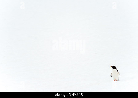 PETERMANN ISLAND, Antartide, Un solitario pinguino di Gentoo (Pygoscelis papua) si snoda attraverso il paesaggio innevato dell'isola di Petermann, al largo della costa occidentale della penisola antartica. Quest'isola ospita la colonia più meridionale del mondo di pinguini di Gentoo, condividendo l'habitat con pinguini di Adelie, foche e vari uccelli marini. Foto Stock