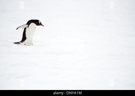 Antartide - un solitario pinguino Gentoo goffamente passeggiate sulla neve a Petermann Island, l'Antartide. Petermann Island è la casa del mondo più meridionale colonia di pinguini di Gentoo. Essi condividono la linea costiera con Adelie i pinguini e le foche come pure altri uccelli marini. Foto Stock