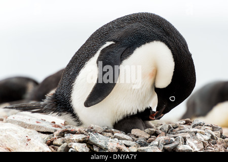 PETERMANN ISLAND, Antartide — un pinguino di Adelie (Pygoscelis adeliae) si erge protestamente sopra il suo pulcino appena schiusa su un nido di roccia sull'isola di Petermann, al largo della costa occidentale della penisola antartica. Questo momento intimo cattura le prime fasi della genitorialità dei pinguini nel duro ambiente antartico. Foto Stock