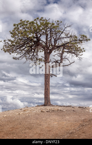 Ponderosa Pine-Pinus ponderosa-sul bordo della cresta in Bryce Canyon,Utah,USA Foto Stock