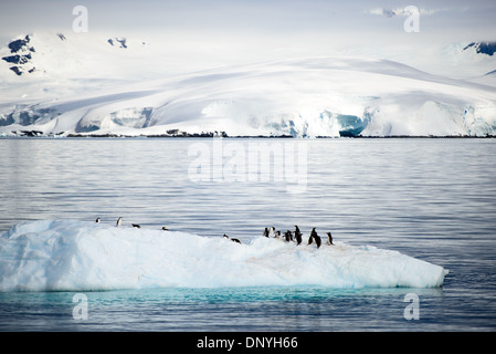 Antartide - un gruppo di pinguini Gentoo prendere un giro su un piccolo iceberg in Fournier baia accanto a Anvers Island in Antartide. Foto Stock