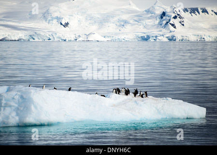 ISOLA DI MELCHIOR, Antartide — Un gruppo di pinguini di Gentoo (Pygoscelis papua) riposano su un iceberg galleggiante nel canale vicino all'isola di Melchior, Antartide. Questa scena mostra l'uso opportunistico dei pinguini del ghiaccio alla deriva come piattaforme temporanee per riposare e viaggiare nel dinamico ambiente marino antartico. Foto Stock