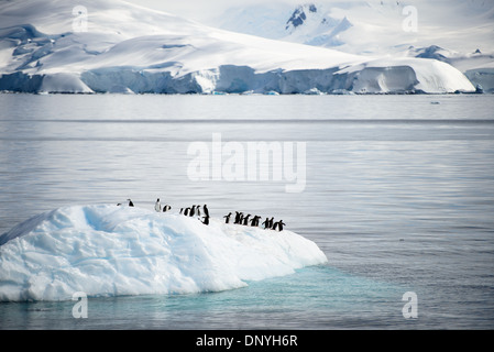 ISOLA DI MELCHIOR, Antartide — Un gruppo di pinguini di Gentoo (Pygoscelis papua) riposano su un iceberg galleggiante nel canale vicino all'isola di Melchior, Antartide. Questa scena mostra l'uso opportunistico dei pinguini del ghiaccio alla deriva come piattaforme temporanee per riposare e viaggiare nel dinamico ambiente marino antartico. Foto Stock