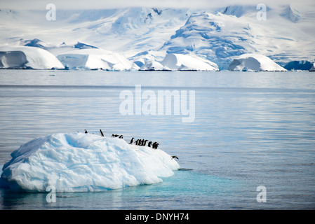 ISOLA DI MELCHIOR, Antartide — Un gruppo di pinguini di Gentoo (Pygoscelis papua) riposano su un iceberg galleggiante nel canale vicino all'isola di Melchior, Antartide. Questa scena mostra l'uso opportunistico dei pinguini del ghiaccio alla deriva come piattaforme temporanee per riposare e viaggiare nel dinamico ambiente marino antartico. Foto Stock