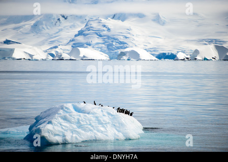 ISOLA DI MELCHIOR, Antartide — Un gruppo di pinguini di Gentoo (Pygoscelis papua) riposano su un iceberg galleggiante nel canale vicino all'isola di Melchior, Antartide. Questa scena mostra l'uso opportunistico dei pinguini del ghiaccio alla deriva come piattaforme temporanee per riposare e viaggiare nel dinamico ambiente marino antartico. Foto Stock