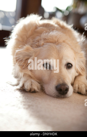 Il Golden Retriever cross cane sdraiato sul tappeto di colore chiaro e guardando verso la telecamera. Foto Stock