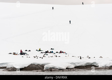 Gentoo Penguins turisti Camping Hughes Bay Antartide // HUGHES BAY, Antartide - i turisti si accamparono sul ghiaccio e sulla neve a Hughes Bay sulla penisola Antartica, mentre un gruppo di pinguini Gentoo (Pygoscelis papua) riposano sul ghiaccio vicino al bordo dell'acqua. Questa scena cattura la convergenza unica di avventura umana e fauna selvatica in uno degli ambienti più remoti e incontaminati del mondo. Foto Stock