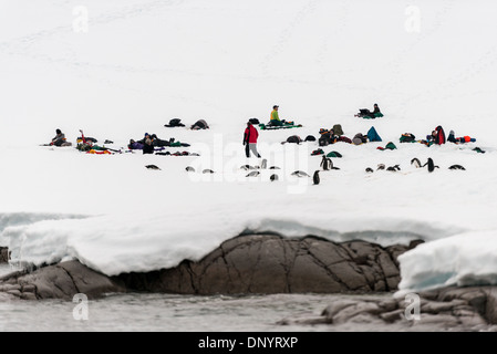 HUGHES BAY, Antartide: I turisti si accamparono sul ghiaccio e sulla neve a Hughes Bay, sulla penisola antartica, mentre un gruppo di pinguini Gentoo (Pygoscelis papua) riposano sul ghiaccio vicino al bordo dell'acqua. Questa scena cattura la convergenza unica di avventura umana e fauna selvatica in uno degli ambienti più remoti e incontaminati del mondo. Foto Stock