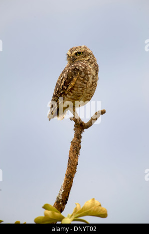 Scavando la civetta (Athene cunicularia) appollaiato sul ramo di albero, Chapada dos Guimaraes , Mato Grosso, Brasile Foto Stock