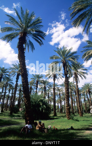 Elk248-1094v California, Parco Nazionale della Valle della Morte, Furnace Creek, palme da dattero Foto Stock