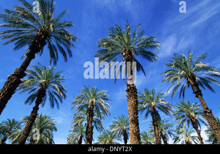 Elk248-1098 California, Parco Nazionale della Valle della Morte, Furnace Creek, palme da dattero Foto Stock