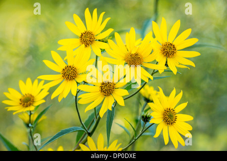 Girasole gigante/Girasole Alto Foto Stock