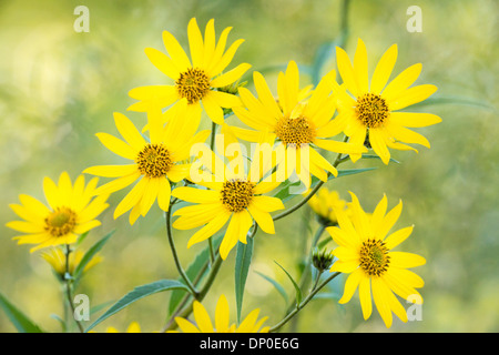 Girasole gigante/Girasole Alto Foto Stock