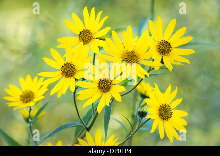 Girasole gigante/Girasole Alto Foto Stock