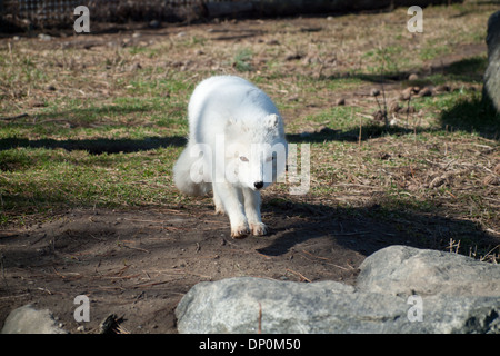 Un Arctic Fox (Vulpes vulpes lagopus) nel suo cappotto invernale Foto scattata a Toronto Zoo. Foto Stock