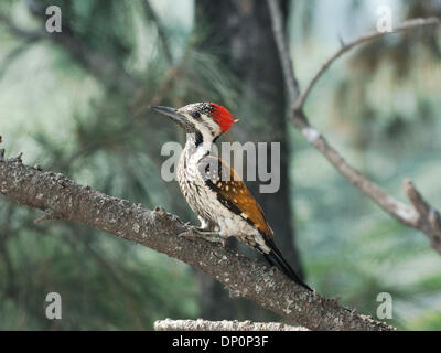 Mar 31, 2006; di Chennai, nello Stato del Tamil Nadu, India; Golden Backed Wood Pecker. Credito: Foto di Daniel Wilkinson/Daniel Wilkinson. (©) Copyright 2006 da Daniel Wilkinson Foto Stock