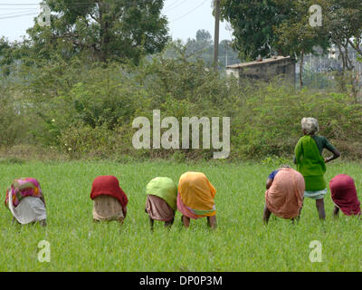 Mar 31, 2006; di Chennai, nello Stato del Tamil Nadu, India; Tamil Nadu donne indiane la mietitura del riso. Credito: Foto di Daniel Wilkinson/Daniel Wilkinson. (©) Copyright 2006 da Daniel Wilkinson Foto Stock