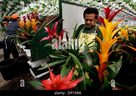 Apr 21, 2006; Fallbrook, CA, Stati Uniti d'America; LEOPOLDO CALISTO funziona sotto un baldacchino di piante da interni con diverse varietà di bromeliacee Guzmania per disporli per la spedizione da Olive Hill serre in Fallbrook. La società è un grande produttore di bromeliacee, orchidee e piante da interni. Credito: Foto di Laura Embry/SDU-T /ZUMA premere. (©) Copyright 2006 by SDU-T Foto Stock