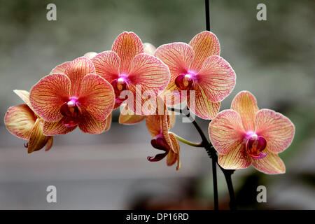 Apr 21, 2006; Fallbrook, CA, Stati Uniti d'America; una Phalaenopsis o 'Moth Orchid', denominato 'Baldan Caleidoscopio,' fiorisce in una delle undici serre su 18 acri di terreno in collina degli ulivi serre in Fallbrook. La società è un grande produttore di bromeliacee, orchidee e piante da interni. Credito: Foto di Laura Embry/SDU-T /ZUMA premere. (©) Copyright 2006 by SDU-T Foto Stock