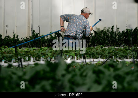 Apr 21, 2006; Fallbrook, CA, Stati Uniti d'America; HERB KLEIN tira un tubo flessibile dopo l'innaffiamento delle piante in collina degli ulivi serre in Fallbrook. La società è un grande produttore di bromeliacee, orchidee e piante da interni. Credito: Foto di Laura Embry/SDU-T /ZUMA premere. (©) Copyright 2006 by SDU-T Foto Stock