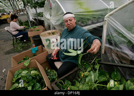 Apr 21, 2006; Fallbrook, CA, Stati Uniti d'America; serra i dipendenti si propagano Golden Pothos in uno dei 11 serre all'Olive Hill serre in Fallbrook. La società è un grande produttore di bromeliacee, orchidee e piante da interni. Credito: Foto di Laura Embry/SDU-T /ZUMA premere. (©) Copyright 2006 by SDU-T Foto Stock