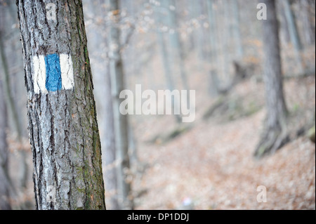 Striscia blu segnando un itinerario turistico su un albero Foto Stock