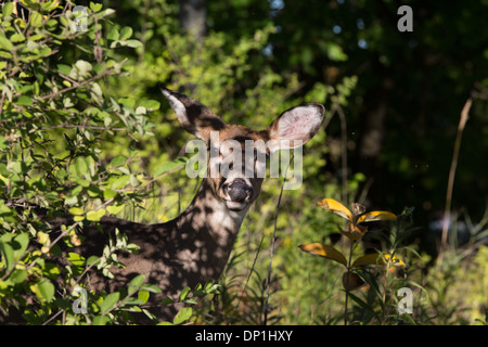 White-tailed deer nascondersi nelle ombre Foto Stock