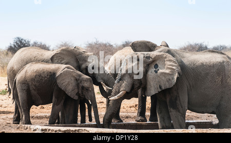 Allevamento di bush africano Elefante africano (Loxodonta africana) bere alla Tsumcor Waterhole, il Parco Nazionale di Etosha, Namibia Foto Stock