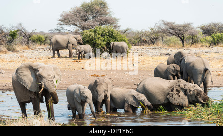 Allevamento di bush africano Elefante africano (Loxodonta africana) in piedi in acqua mentre si beve, Koinachas Waterhole Foto Stock