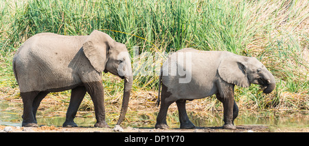 Due giovani bush africano Elefante africano (Loxodonta africana) con i piedi bagnati a piedi nella parte anteriore di canne, Koinachas Waterhole Foto Stock