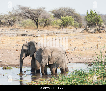 Due Bush africano Elefante africano (Loxodonta africana) in piedi in acqua mentre si beve, Koinachas Waterhole, Parco Nazionale Etosha Foto Stock