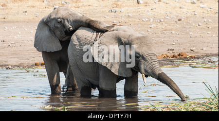 Due giovani bush africano Elefante africano (Loxodonta africana) giocando in acqua, Koinachas Waterhole, il Parco Nazionale di Etosha, Namibia Foto Stock