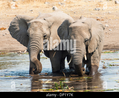 Due giovani bush africano Elefante africano (Loxodonta africana) in piedi accanto a uno un altro in acqua mentre si beve Foto Stock